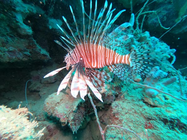 Dive Connections · Cartagena de Indias