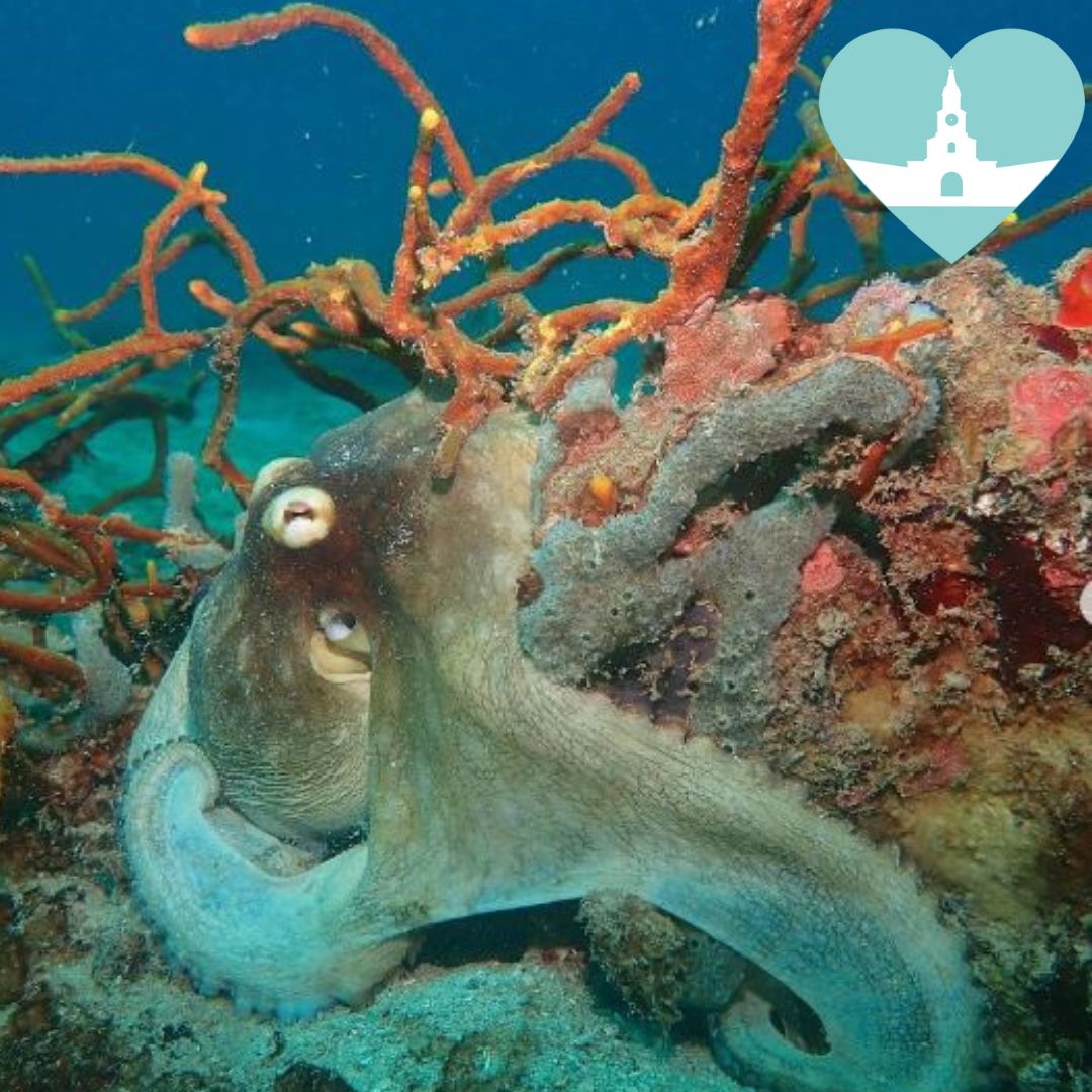 Aventura Submarina en el Caribe: Buceo y Relax en Mambo Cartagena / Introductory Dive Tour + Full Day Pass at Mambo Beach