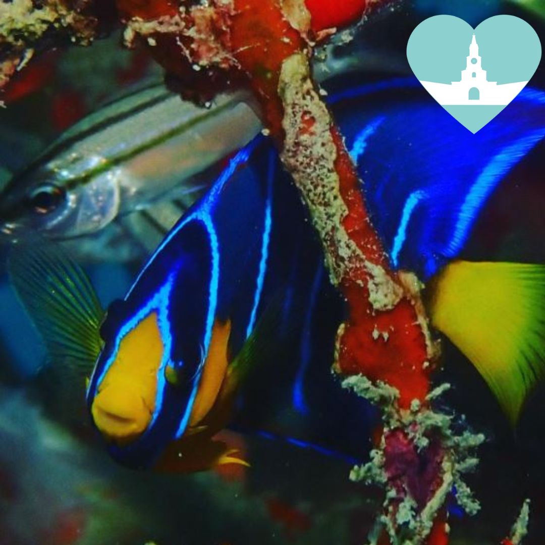 Aventura Submarina en el Caribe: Buceo y Relax en Mambo Cartagena / Introductory Dive Tour + Full Day Pass at Mambo Beach