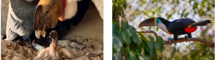 Naturaleza y Relax en un Solo Día: La Aventura Mambo + Aviario /Experience MAMBO BEACH + AVIARY in Cartagena: Fun and Nature in One Day