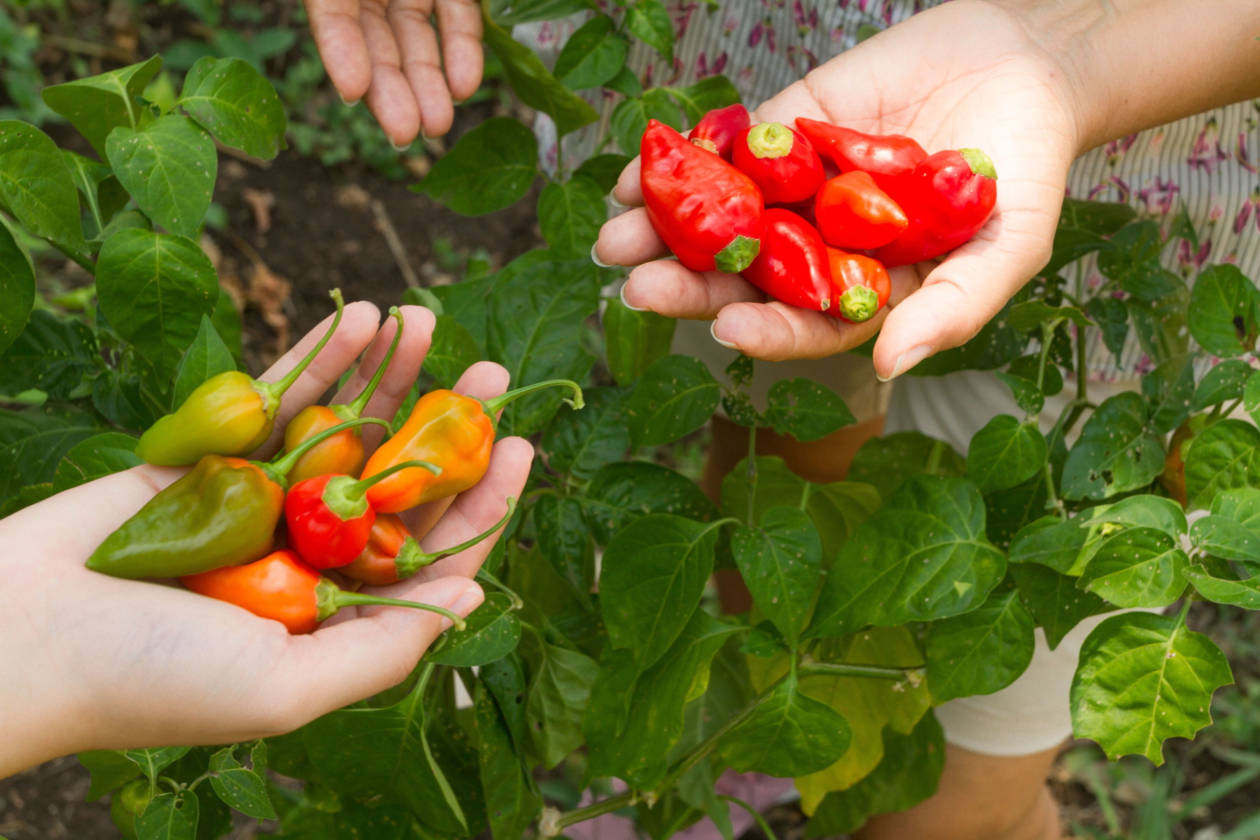Sweet Peppers from Colinas Verdes Cartagena – Premium Perennial Peppers / Ají Dulce de Colinas Verdes Cartagena – Pimientos Perennes de Alta Calidad