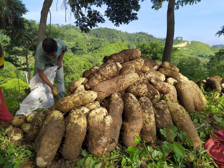 El Ñame Espina & Diamante Organico Colombiano De Los Montes De Maria