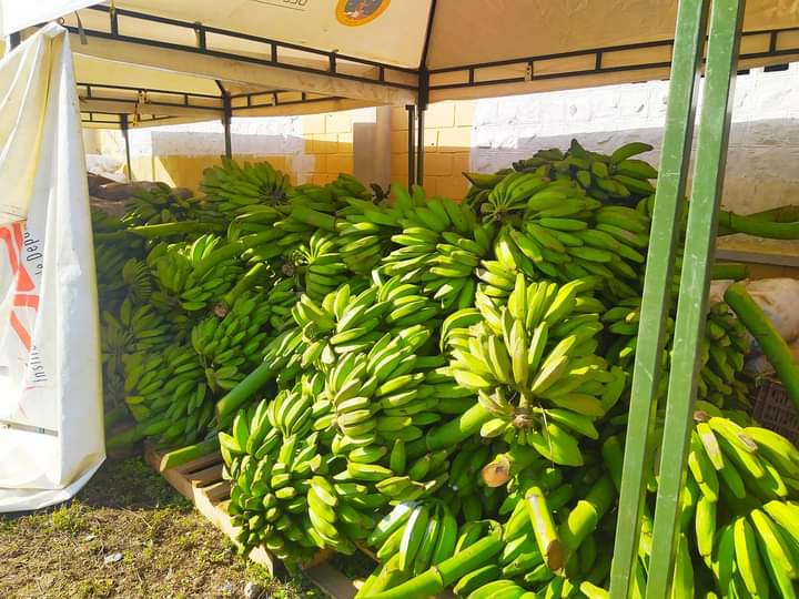 Descubre los Sabores Auténticos de Bolívar: Productos Agrícolas que Empoderan a Nuestros Campesinos