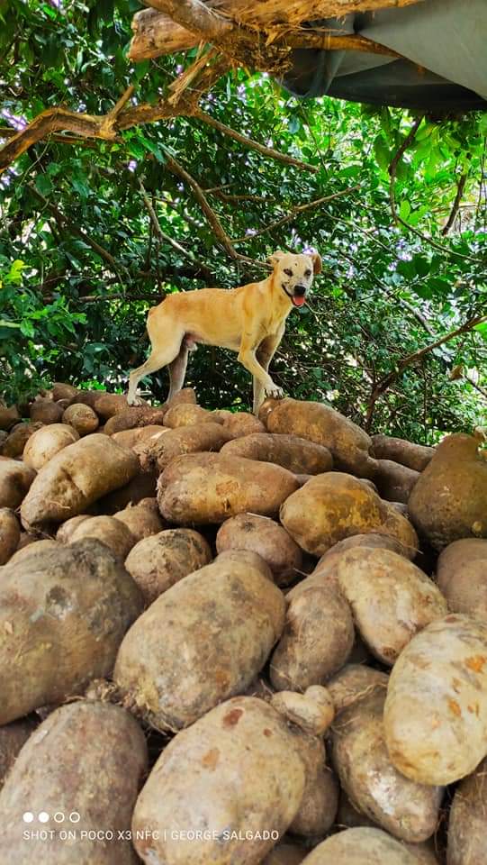Descubre los Sabores Auténticos de Bolívar: Productos Agrícolas que Empoderan a Nuestros Campesinos
