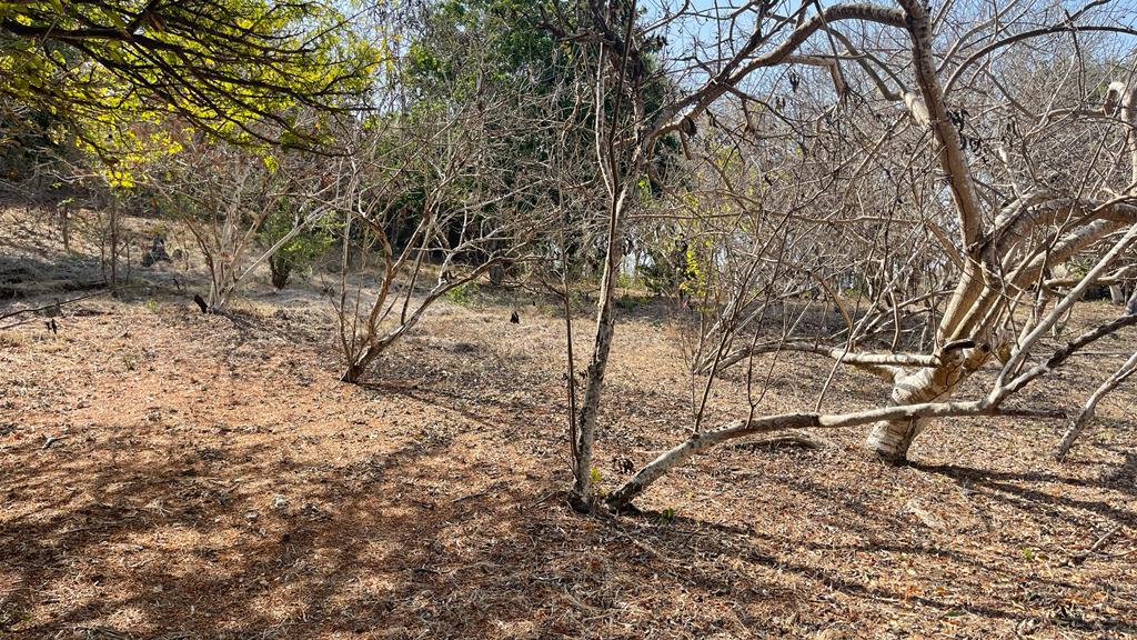 Lote en Venta en Barú, Cartagena de Indias – Frente al Mar Caribe / Beachfront Land for Sale – Barú, Cartagena de Indias, Colombia